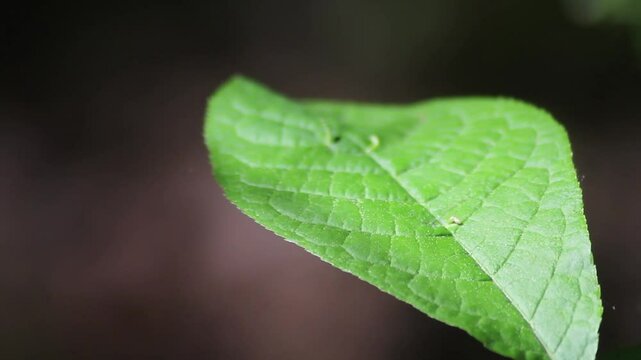 Speckled Wood butterfly (Pararge aegeria) taking off from a nettle leaf
