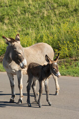 Burro foal with mother