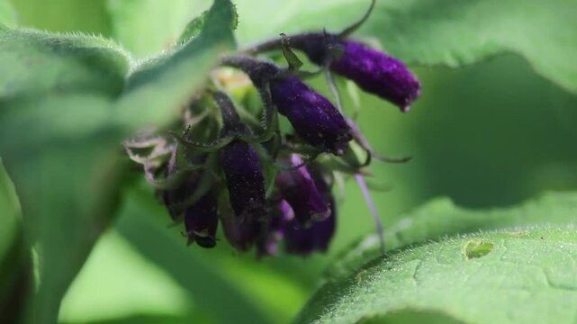 Blossom of comfrey Common Comfrey, Symphytum officinale, used in organic medicine, macro shot against green background
