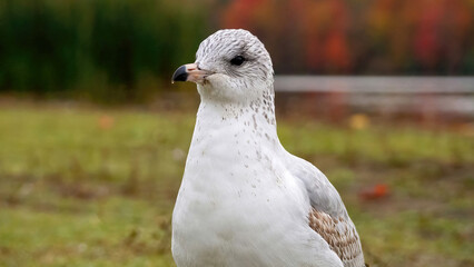 Seagulls staying on grassland by water for resting