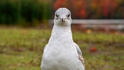 Seagulls staying on grassland by water for resting