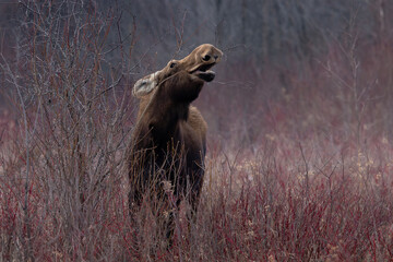 Cow moose Alces alces reaches high to eat some bark from branches in early spring Kawartha Lakes Ontario Canada