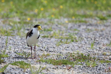 Maskenkiebitz / Masked lapwing / Vanellus miles miles