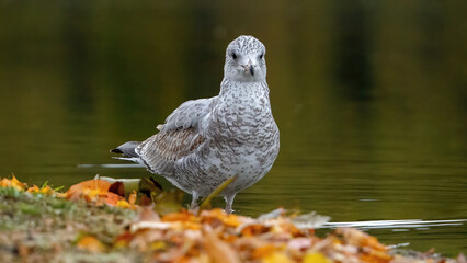 Seagulls staying on grassland by water for resting