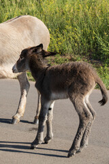 Burro foal with mother