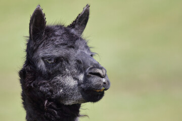 Fototapeta premium Alpaka / Alpaca / Vikugna pacos