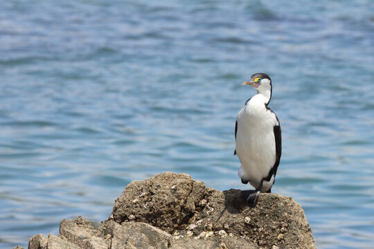 Elsterscharbe / Australian pied cormorant / Phalacrocorax varius