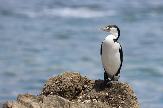 Elsterscharbe / Australian pied cormorant / Phalacrocorax varius