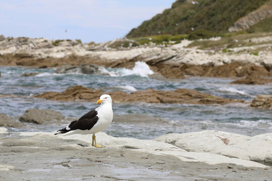 Dominikanerm&ouml;we / Southern black-backed gull / Larus dominicanus