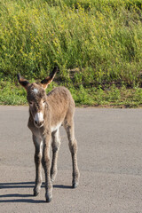 Burro foal 