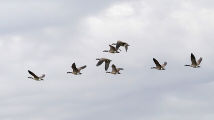 A flock of Canada Goose migrating to the South