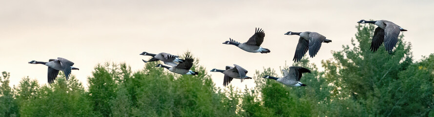 A flock of Canada Goose migrating to the South