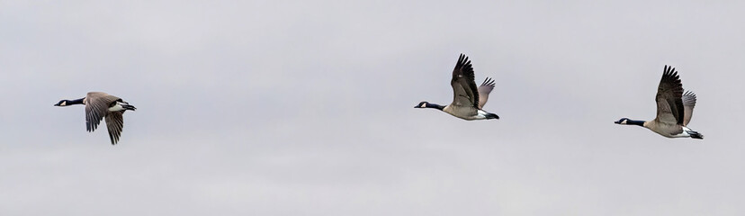 A flock of Canada Goose migrating to the South