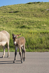 Burro foal with mother