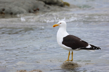 Dominikanermöwe / Southern black-backed gull / Larus dominicanus