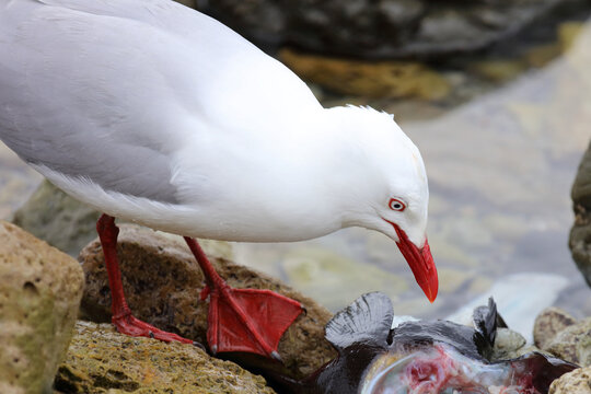 Rotschnabelm&ouml;we / Red-billed gull / Larus scopulinus..