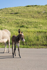 Burro foal with mother