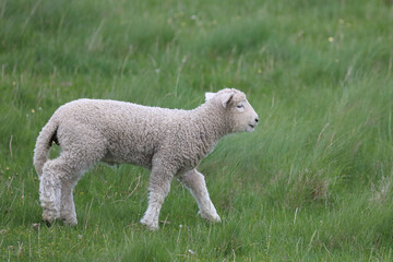 Naklejka premium Romneyschaf / Romney sheep / Ovis.