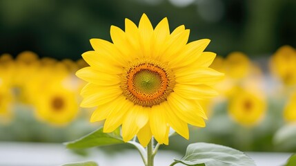 Fototapeta premium A vibrant sunflower dominates the image, its petals a bright yellow. Other sunflowers are blurred in the background, creating depth. The photo is high-quality, with sharp focus on the main flower an