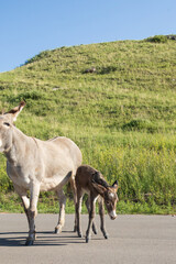 Burro foal with mother