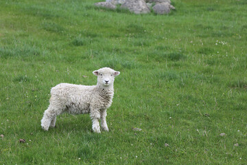 Obraz premium Romneyschaf / Romney sheep / Ovis.