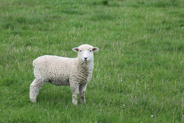 Fototapeta premium Romneyschaf / Romney sheep / Ovis.