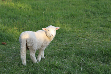 Romneyschaf / Romney sheep / Ovis.