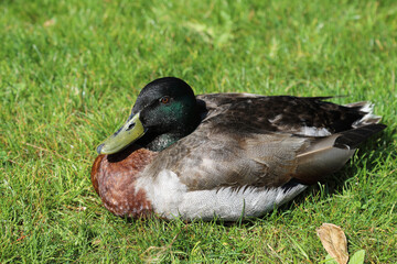 Stockente / Mallard / Anas platyrhynchos..