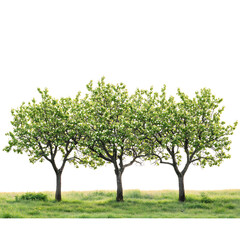 Fototapeta premium Vibrant Almond Trees with Green Almonds Isolated on Transparent Background