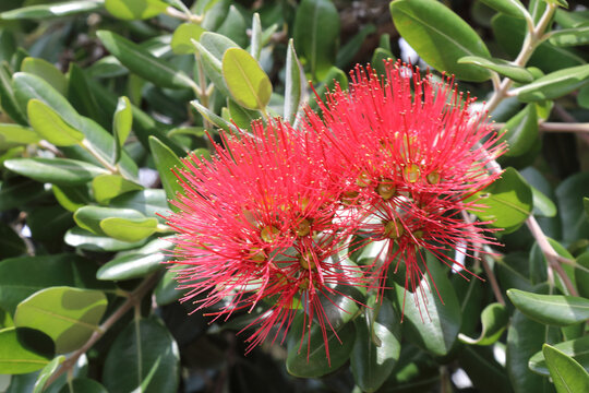 Neuseel&auml;ndischer Weihnachtsbaum / New Zealand Christmas tree / Metrosideros excelsa