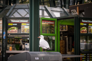 gull  in Rathaus Town Square
