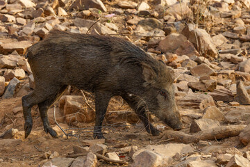 Indian wild boar 