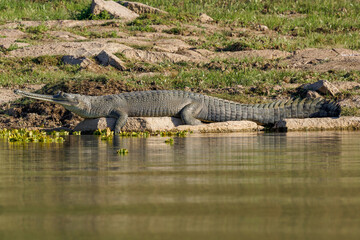 Gharial (Gavialis gangeticus)