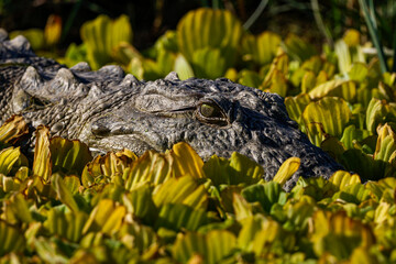 Mugger crocodile at national Chambal Sanctuary, India 