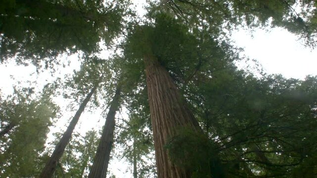 Redwood Grove looking up 3 in California 2014