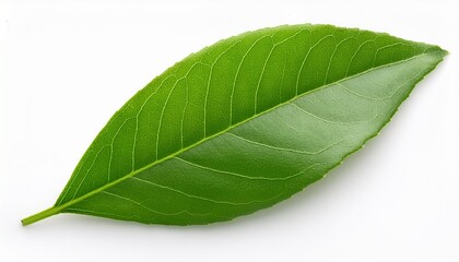 Fototapeta premium Green Leaf on White Background