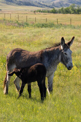 Wild burro foal drinking from mother