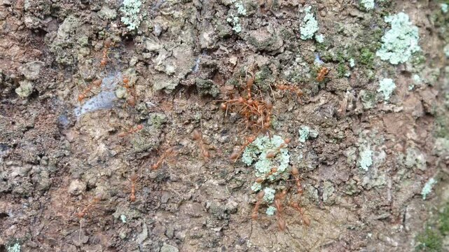 ants on the tree