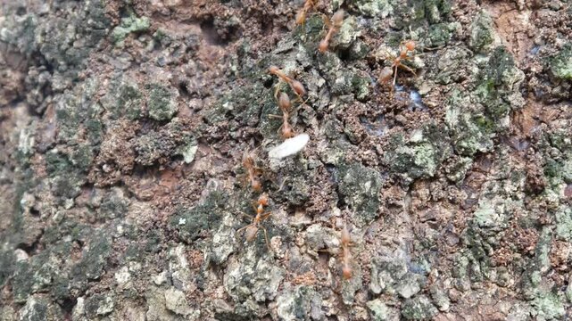 A group of weaver ants (Oecophylla) are on a tree trunk