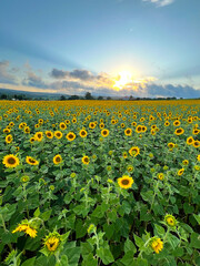 Obraz premium Common sunflower on a field