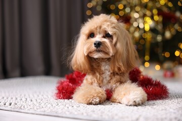 Cute dog with shiny tinsel on floor against blurred lights. Space for text