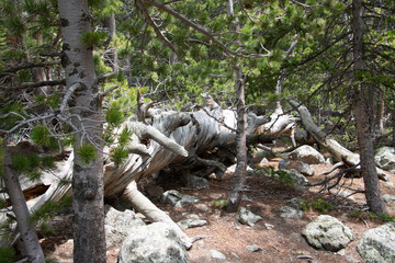 Dead ponderosa pine in the forest at Rocky Mountain National Park.