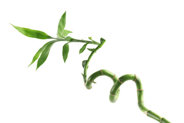 Beautiful decorative bamboo plant isolated on white