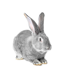 Fototapeta premium Fluffy grey rabbit on white background. Cute pet