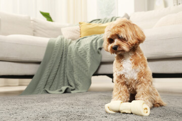 Cute dog with chew bone on carpet at home, space for text