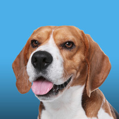 Portrait of cute Beagle dog on blue gradient background