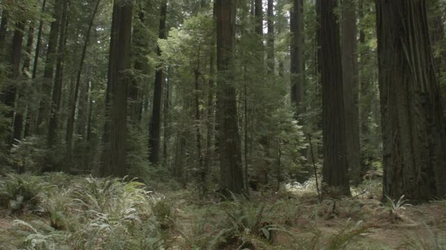 Redwood Grove in California 2014