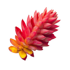 A Tropical Ginger Flower with Vibrant Red and Yellow Isolated on Transparent Background