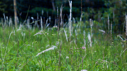 botanical garden plants grassland outdoor background