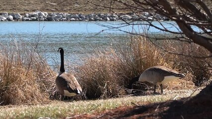 Geese on the lake shore